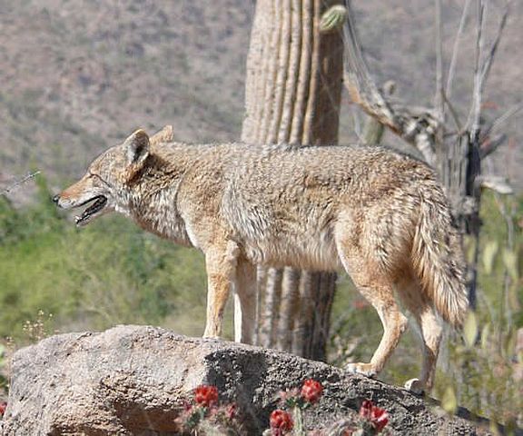 summary: coyotes in the city