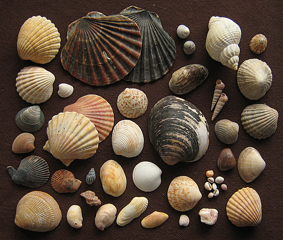 Ocean pH and Shells