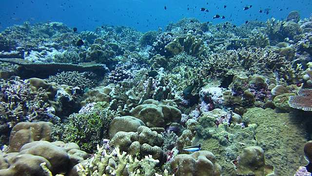 Ocean acidification damaged corals and other calcifiers weakening their shells, preventing their growth, and causing them to die.