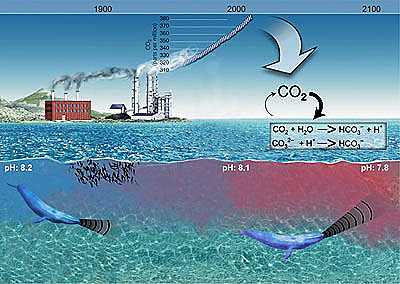 Dissolved Carbon Dioxide decreased pH of the ocean causing acidification