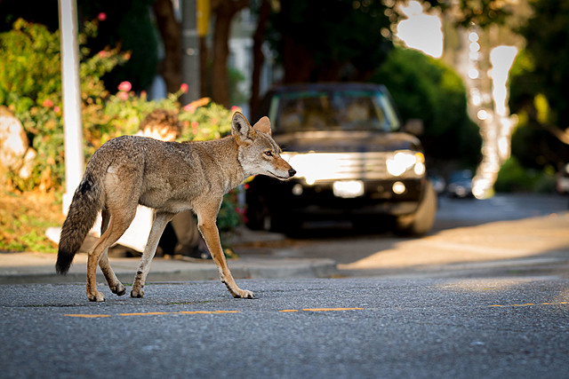 Summary (Coyotes in the City)