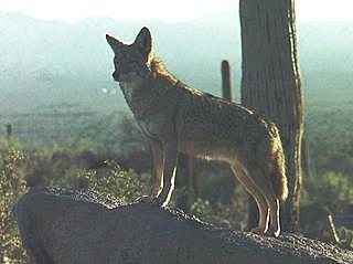 Coyotes In the City