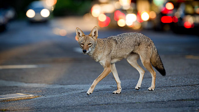 Coyotes in the City