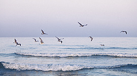 Timeline: Trends in the Ocean