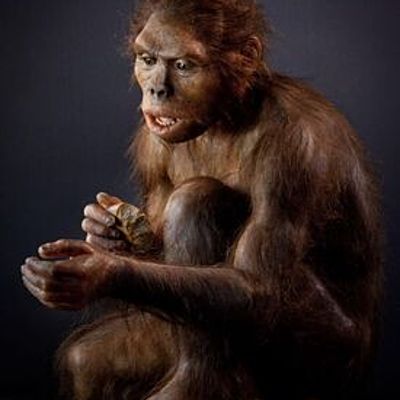 Timeline: Línia del temps dels homínids