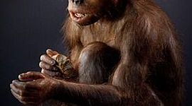 Timeline: Línia del temps dels homínids