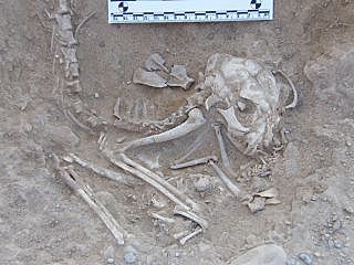 Place of domesticaion