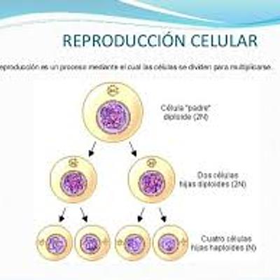 Timeline: la reproducción celular