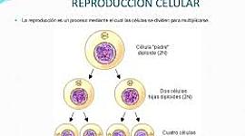 Timeline: la reproducción celular