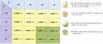 Investigación sobre hibridación en guisantes