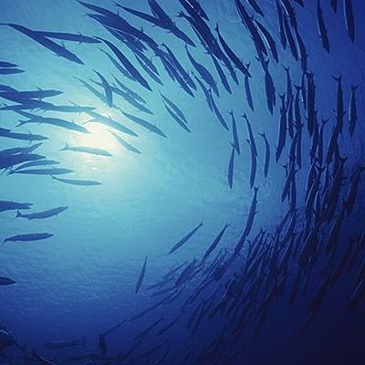 Timeline: Trends in the ocean