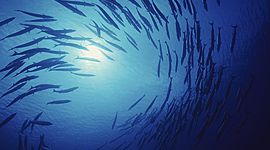 Timeline: Trends in the ocean