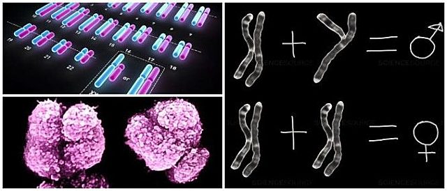 Thomas Hunt Morgan demuestra que los genes residen en los cromosomas