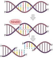 Descubrimiento de las enzimas de restricción.