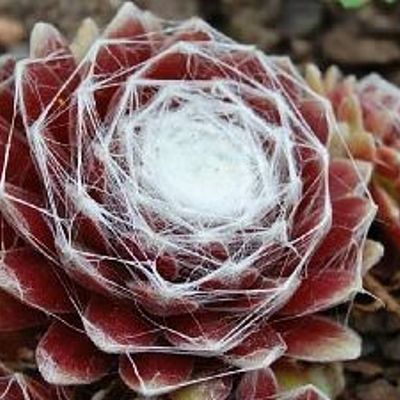 Timeline: Sempervivum