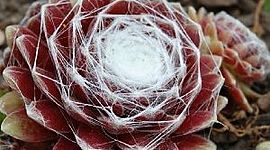 Timeline: Sempervivum