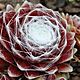 Sempervivum arachnoideum 3 (1)