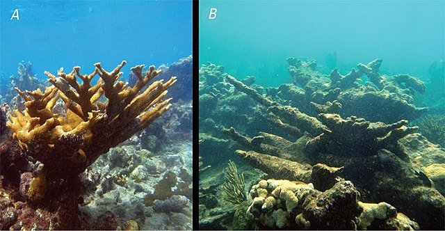 Dissolved Carbon Dioxide decreased pH of the ocean causing acidification