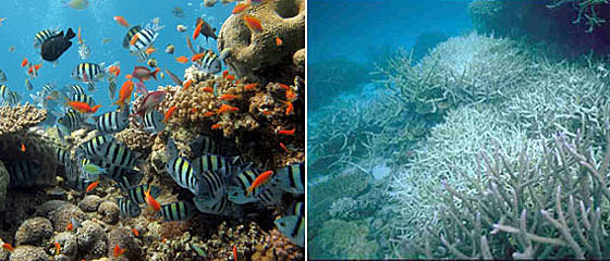 Ocean acidification damaged corals and other calcifiers weakening their shells, preventing their growth, and causing them to die.