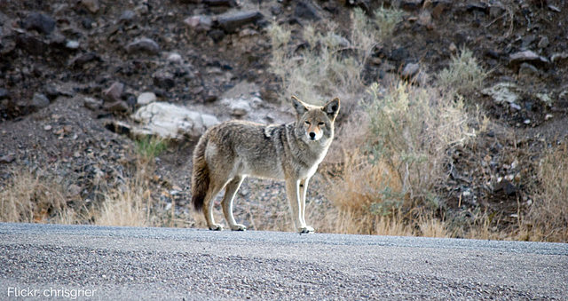 Coyotes in the City