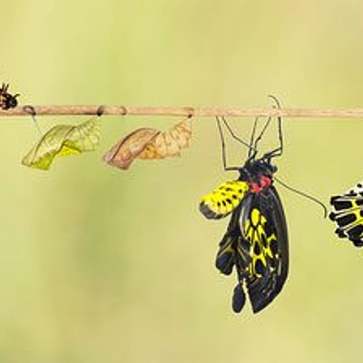 Timeline: Evolución