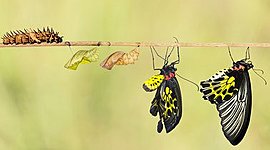 Timeline: Evolución