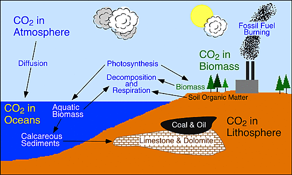 Dissolved Carbon Dioxide decreased pH of the ocean causing acidification