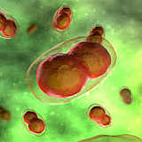 Persian physician Rhazes identifies smallpox