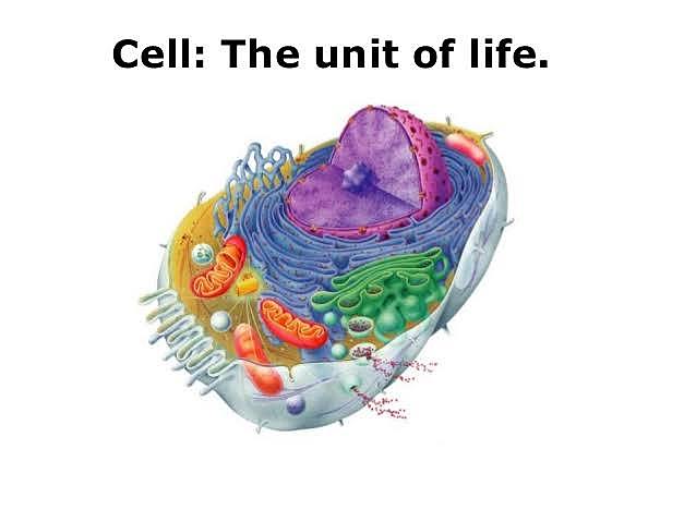 Basic unit of life