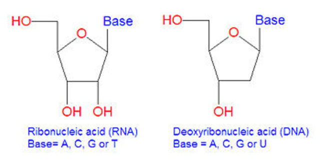 Thomas Cech's Experiment (early 1980s)