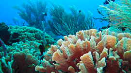 Timeline: Trends in the ocean