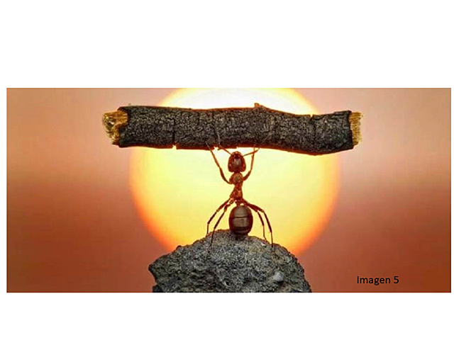 Teoría fenomenológica de la personalidad- Gordon Allport