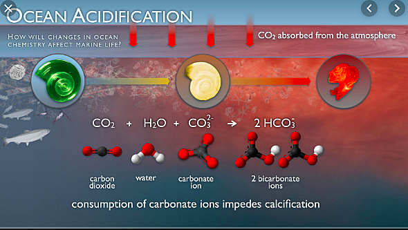 Dissolved Carbon Dioxide decreased pH of the ocean causing acidification
