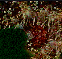 Ocean acidification damaged corals and other calcifiers weakening their shells, preventing their growth, and causing them to die.