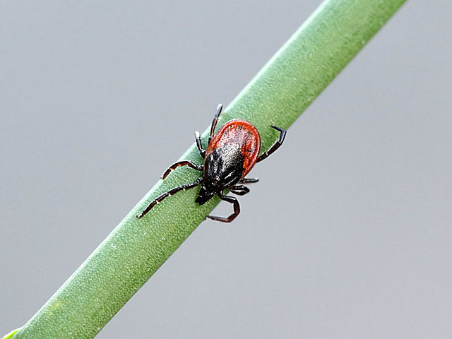 First vaccine for lyme disease.
