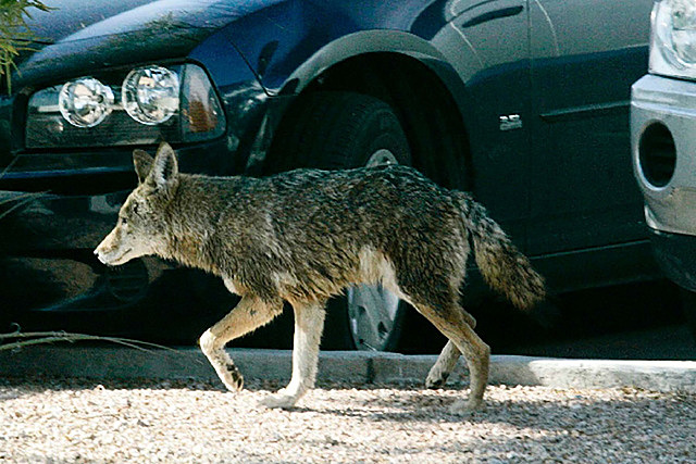 Coyotes in the City