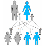 Herencia ligada al cromosoma X