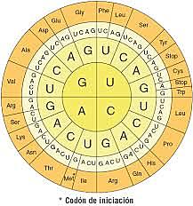 Código Genético