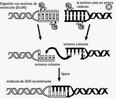 Primer ADN recombinante in vitro