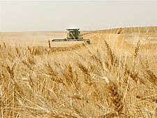 The canadian Wheat Board