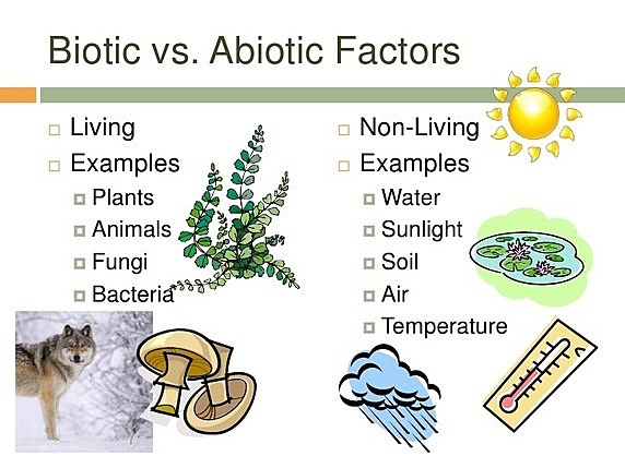 Introduction: (Abiotic Factors of an Ecosystem)