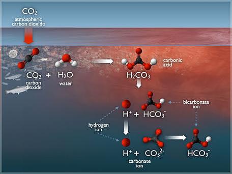 Dissolved Carbon Dioxide decreased pH of the ocean causing acidification
