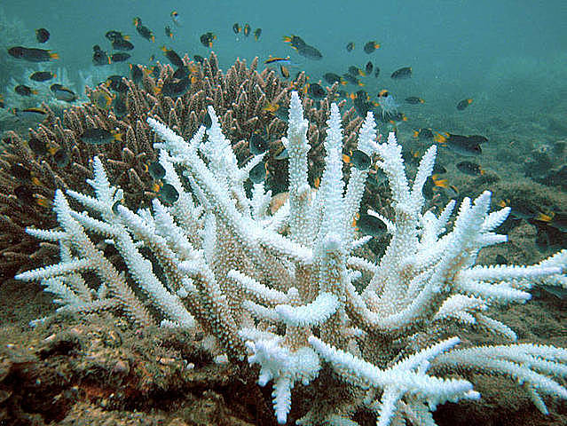 Ocean acidification damaged corals and other calcifiers weakening their shells, preventing their growth, and causing them to die.