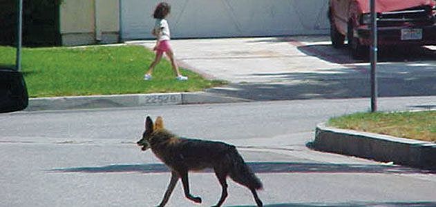 Summary (relate your story to Coyotes in the City)