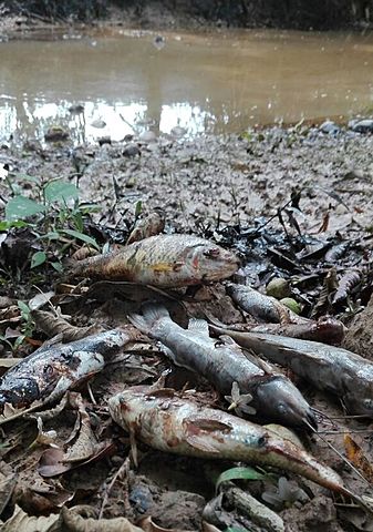 Derrame de petróleo en Colombia: tras 25 días, aún no se controla el desastre ambiental