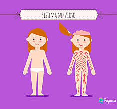 Funciones del sistema nervioso