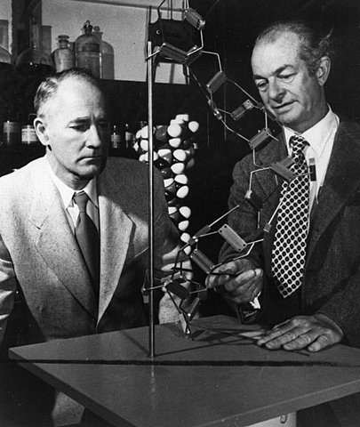 Edward Lawrie Tatum y George Wells Beadle muestran que los genes codifican las proteínas.