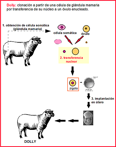 Primer experimento de clonación realizado con éxito.