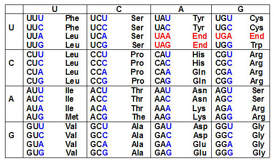 Se descubre que el código genético se organiza por tríos de nucleótidos o "codones"