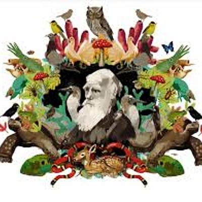 Timeline: Evolución